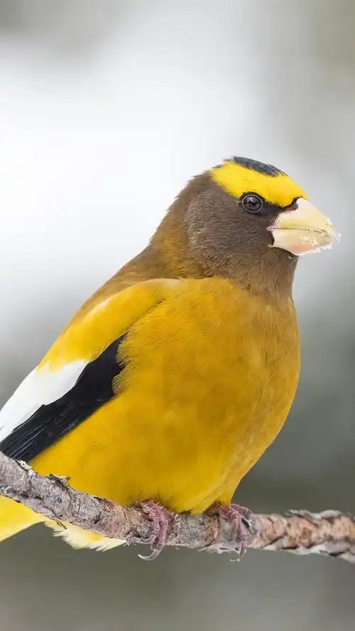 名人庆祝活动汽车品牌与商标自行车与摩托车海滩动漫动物与鸟3d与抽象