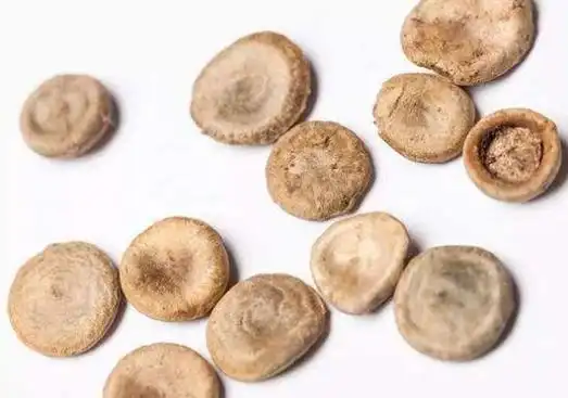 马钱子马钱子图片