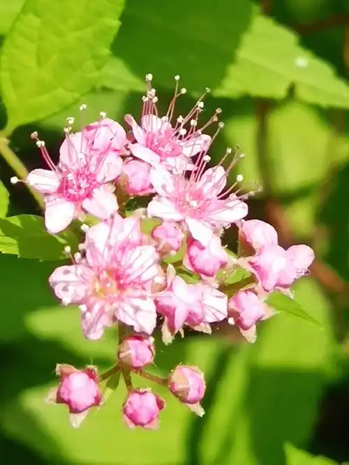 有神奇功效的绣线菊