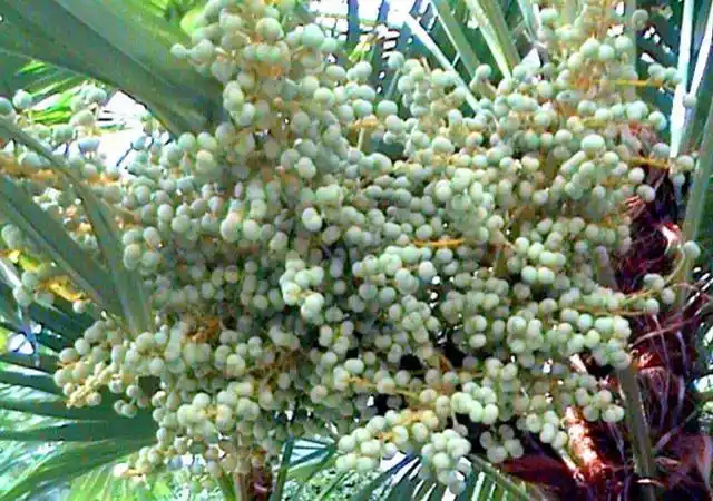 农村这果子叫棕榈果果实和花都是宝贝遇见记得珍惜