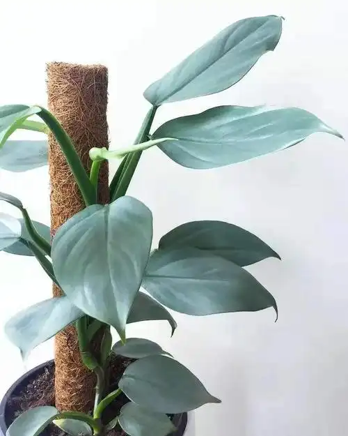 心叶蔓绿绒的特点(7种叶子特别有质感的室内观叶植物)