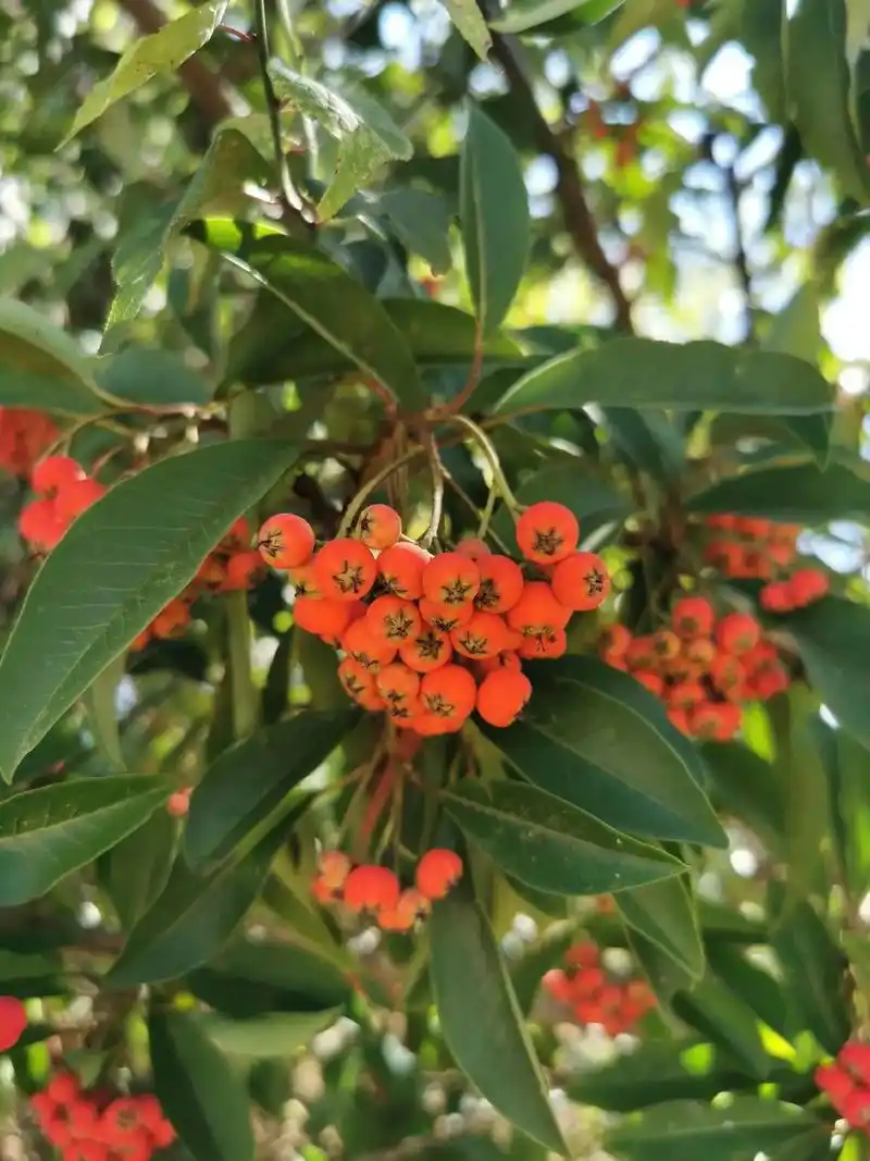 红果树.#植物科普 #大自然的馈赠 #这个野果子有认识的吗  - 抖音