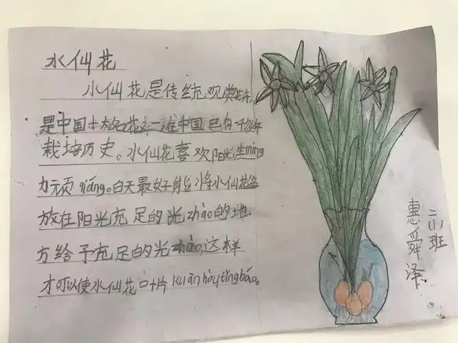 孩子们通过查阅资料,观察水仙的生长过程,制作水仙花头饰和水仙花名片