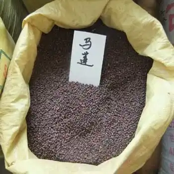 出售马莲种子马莲马莲花马莲基地沭阳马莲