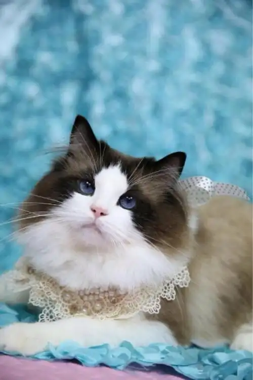 布偶猫 - 堆糖,美图壁纸兴趣社区