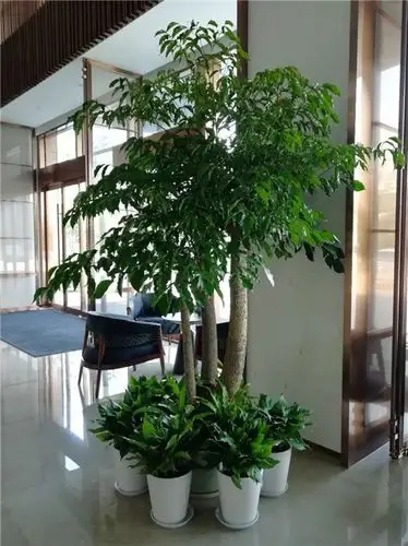 绿植租赁,植物出租|杭州常景园林景观有限公司| 东商网