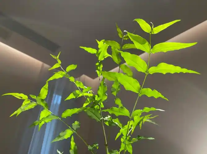 美日今天包厢换插瓶植物五谷树枝条