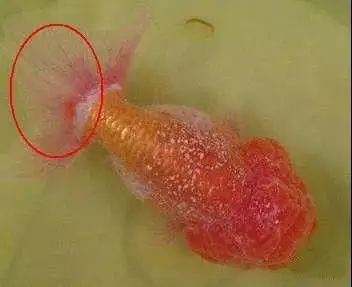 死亡率80%!放苗后暴发小瓜虫病,这样做可有效防治