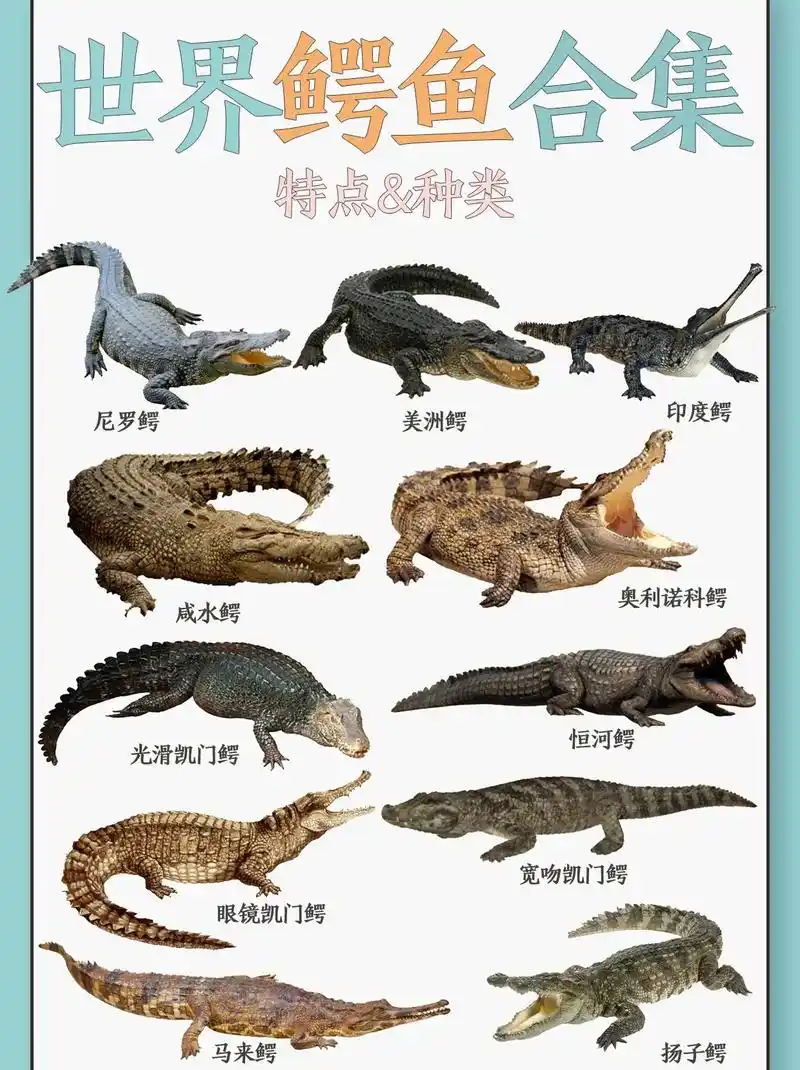 鳄鱼种类合集.