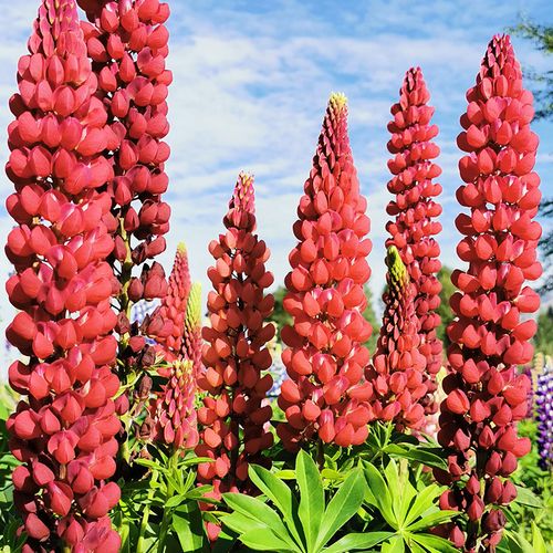 红色鲁冰花种子宿根羽扇豆种子景观庭院绿化秋播易种花种子花籽