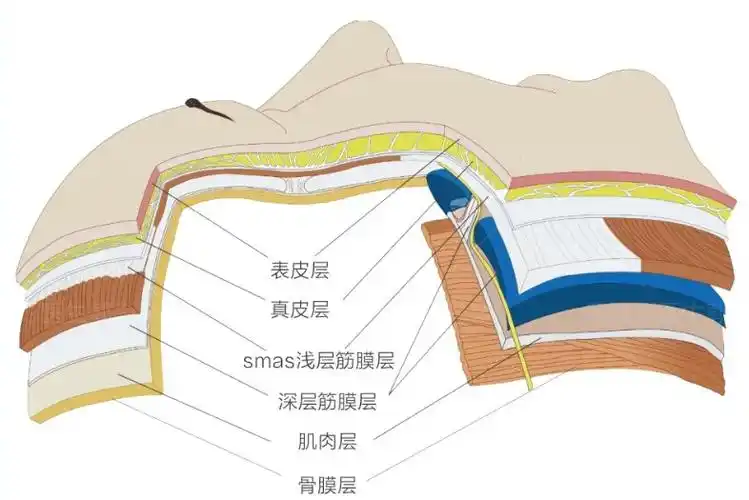 结构浅筋膜主要由疏松的结缔组织构成,富含脂肪,其内可存在有浅动脉