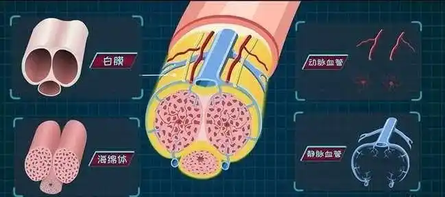 丁丁是由3个长柱状海绵体组成,外面包覆着一层白膜.