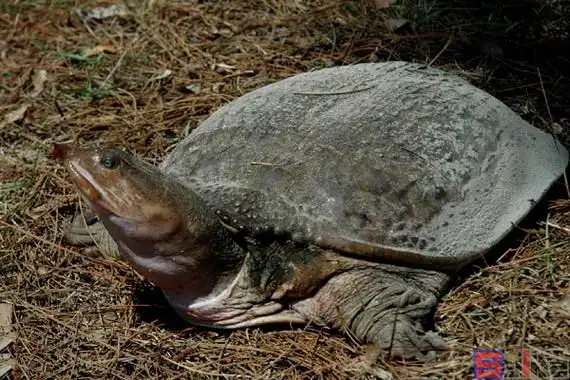 佛罗里达鳖_猛鳖_珍珠鳖_美国山瑞鳖