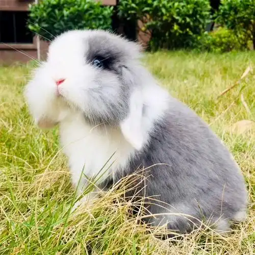宠物兔子活物荷兰垂耳兔安哥拉兔子长毛巨型猫猫兔进口侏儒活体兔