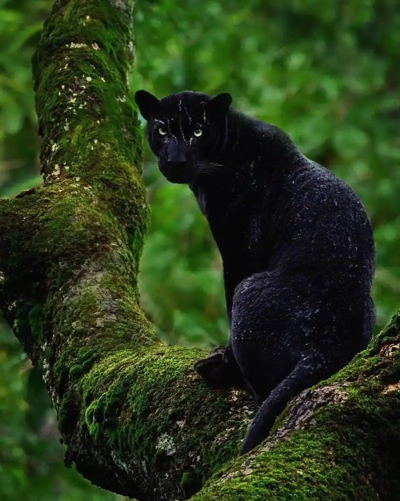 充满神秘气息的丛林中,一只黑豹,灵活敏捷的在树上穿梭.#动物趣图