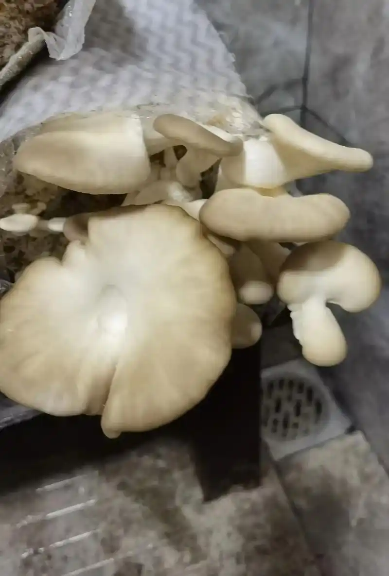 自己种的灰平菇