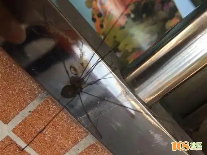 快来说说到底是什蜘蛛品种