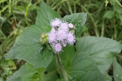 一枝香的功效与作用