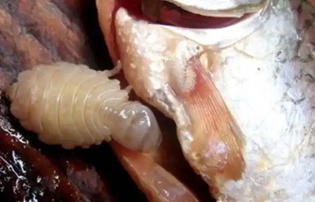 鱼类寄生虫(14张)