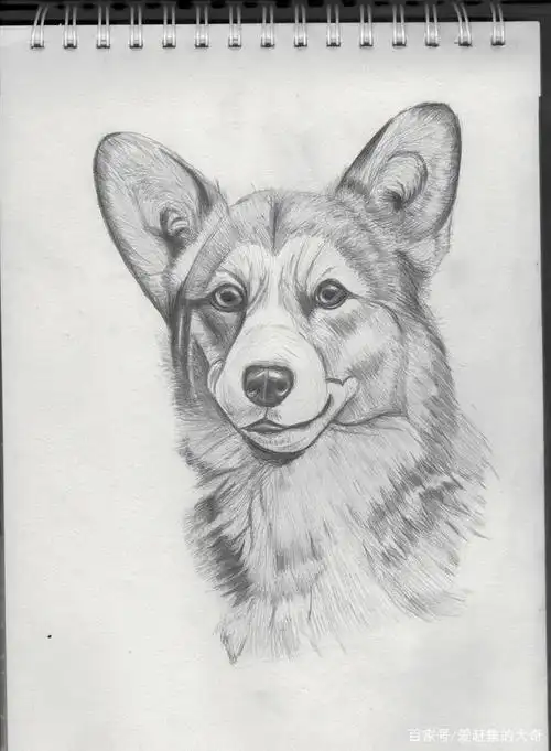 精美动物素描画合集