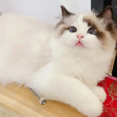 萌系布偶猫找家