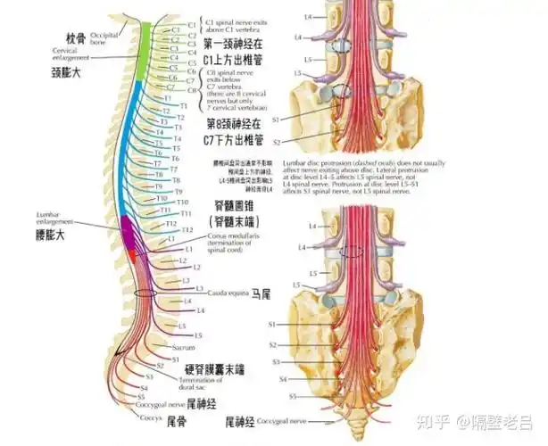 多因腰椎穿刺损伤马尾神经或者做脊髓麻醉的过程中药物引起脊神经损伤