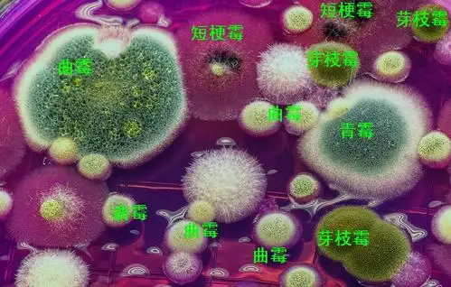 霉菌分类之菌落观察——超清的菌落照片(答案在p7)