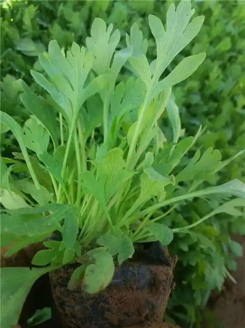 虞美人基地-芳青花卉苗-虞美人