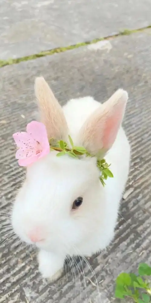 超酷卡点!小白兔甜美系