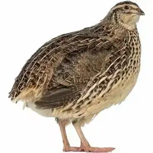 包邮包活高下蛋鹌鹑活体白羽鹌鹑活物活鹌鹑鸟活体鹌鹑活鹌鹑活鸟