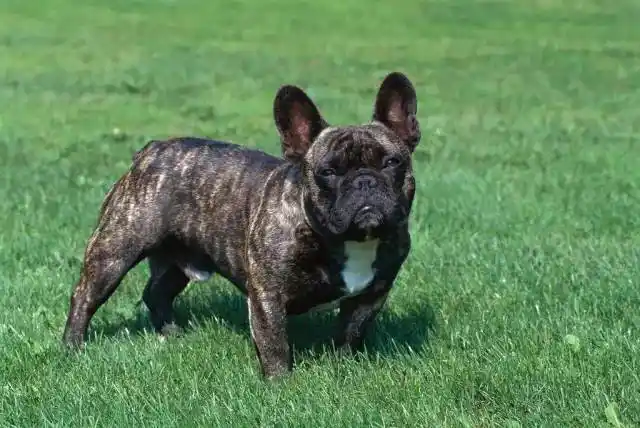 首先我认为法斗的self color本色就是brindle(虎斑),fawn(棕色有深浅