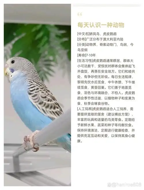 每天认识一种动物——虎皮鹦鹉