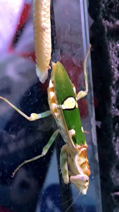 螳螂产卵公螳螂最后的画面