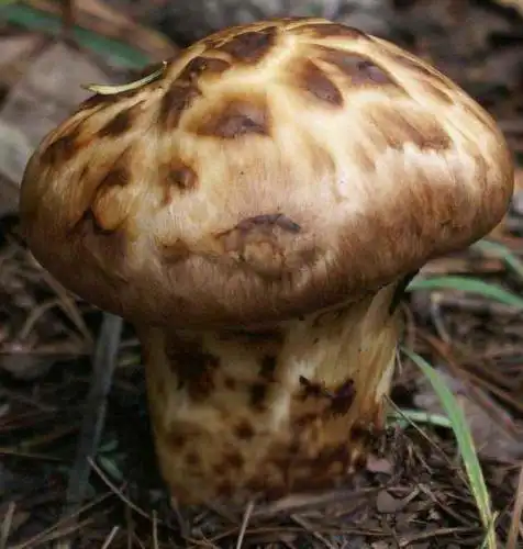 云南的野生菌品种很多,例如牛肝菌,鸡枞,松茸等,这些野生菌都