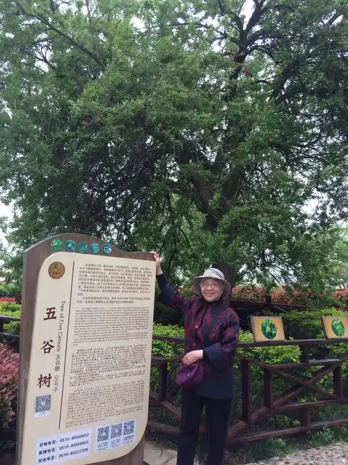 五谷树——天下奇树,一棵树每年结不同的果实