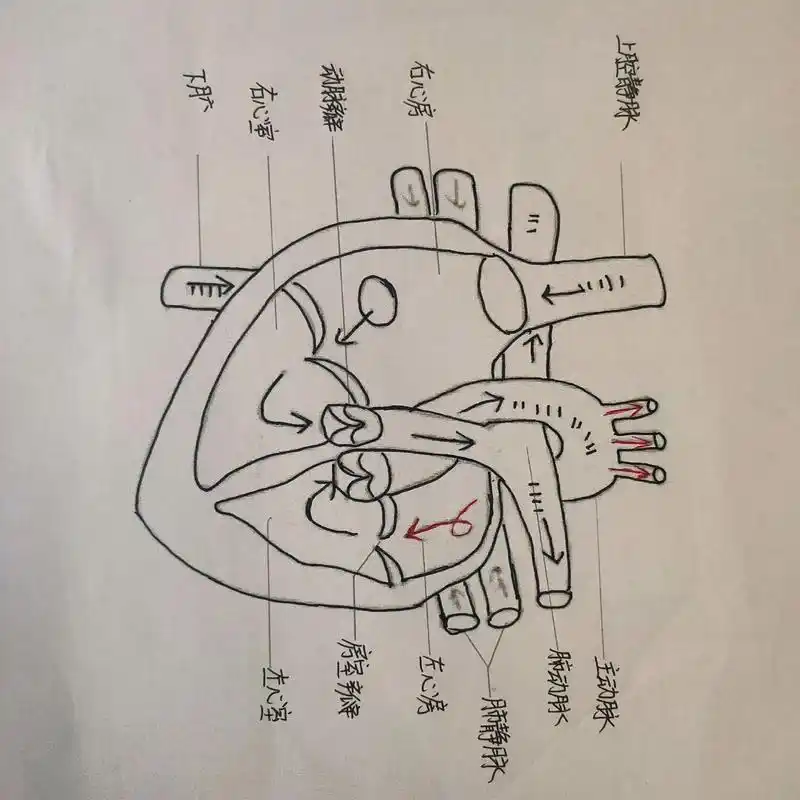 心脏解剖图及血液循环简笔画