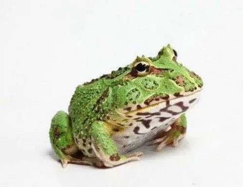 青蛙张大嘴简笔画 (第2页)