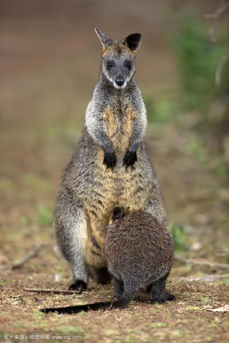 沼泽沙袋鼠(沙袋鼠双色),成年雌,年轻的乳汁,威尔逊的海角国家公园,澳