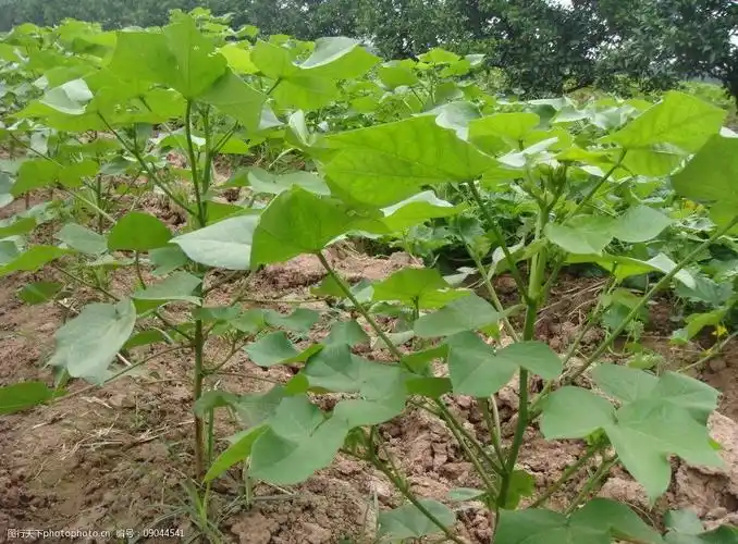 关键词:棉苗长势图 棉苗 棉花 田园风光 农业 棉花幼苗 棉花图片素材