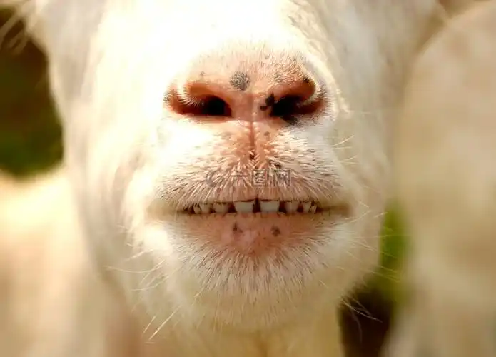 动物,山羊,牙齿