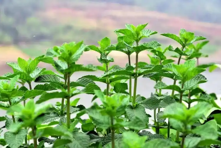 它和唇形科香草植物薄荷是近亲.