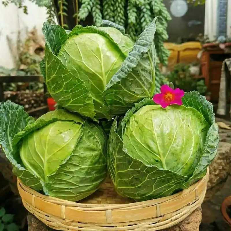 云南新鲜蔬菜农家自种甘蓝卷心菜包菜圆白菜沙拉菜现摘现发 新鲜采摘