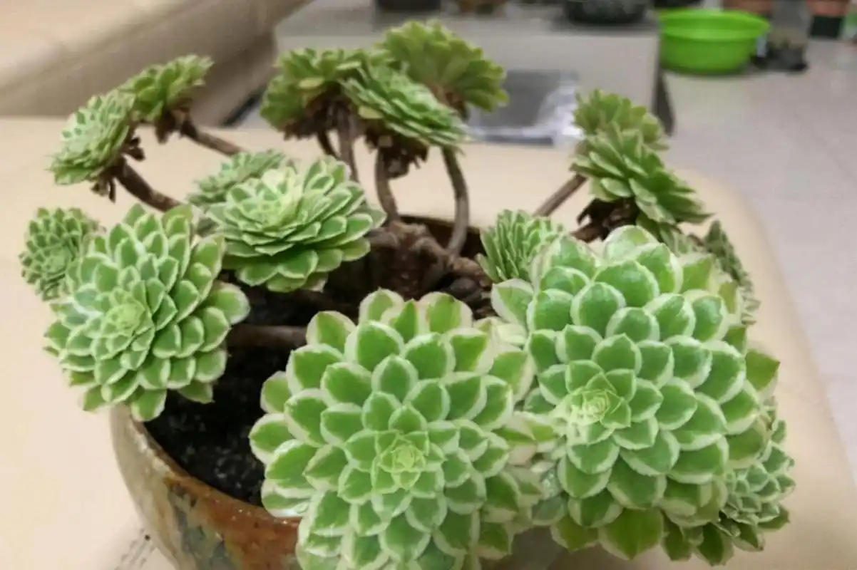 别错过多肉法师"翡翠冰",恰如仙子临凡尘,跌落"神坛"仍受宠