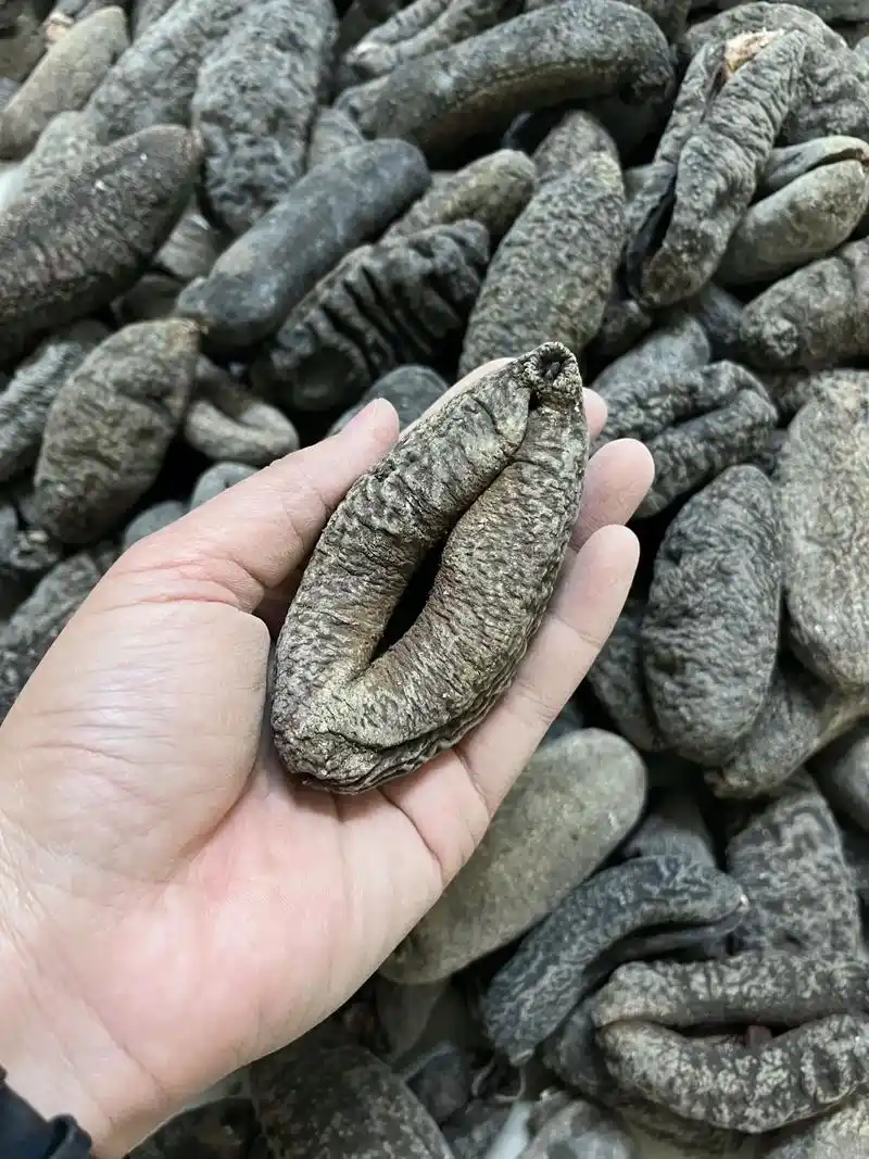 乌元海参.#乌元参 #海参 #海味干货 #海产品 - 抖音