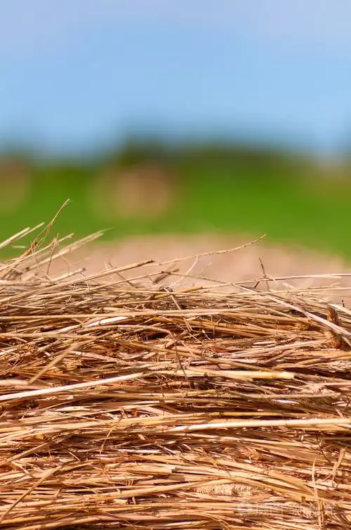 干草捆背景