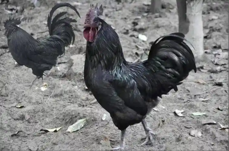 女神节要来了,看泸君帮你找好送啥礼物了_乌鸡