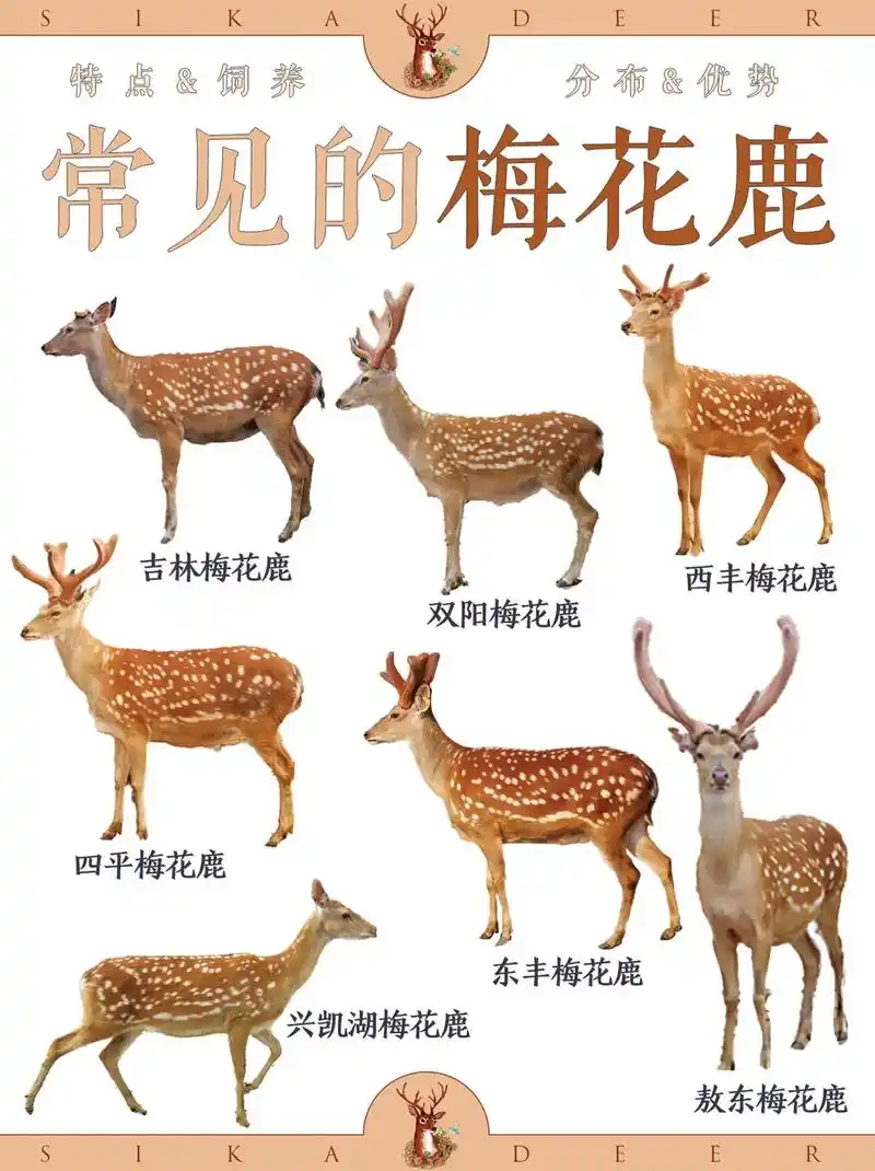 梅花鹿存栏量最多还得是双阳区鹿乡镇梅花.#梅花鹿养殖 #为家 - 抖音