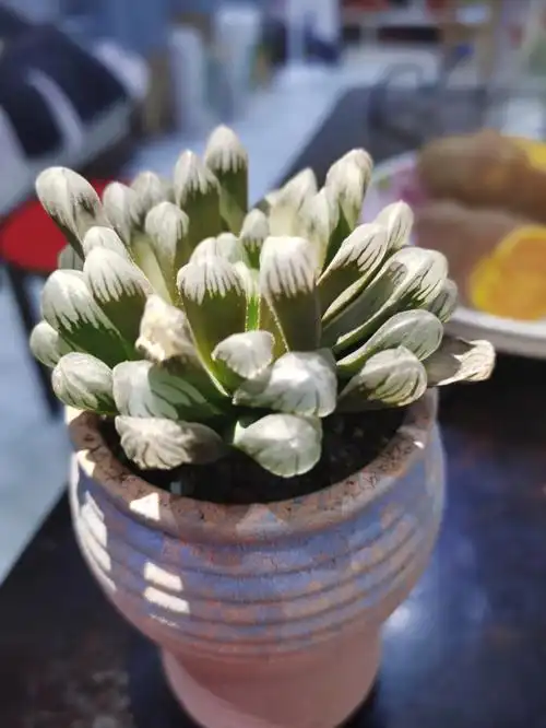 小小美肉  #多肉玉露