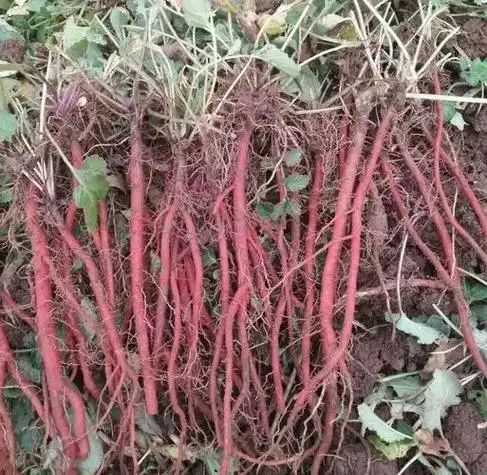 最贵800旷野高原气候我国产于广东四川丹参云南内蒙古