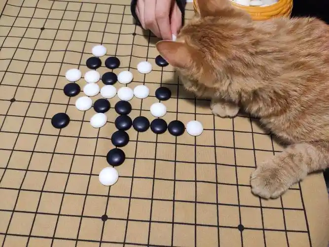 曾经有一只猫在我窗前我没有珍惜